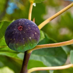 Set of 2 Celeste Fig Live Plants (Ficus carica) – 4-6