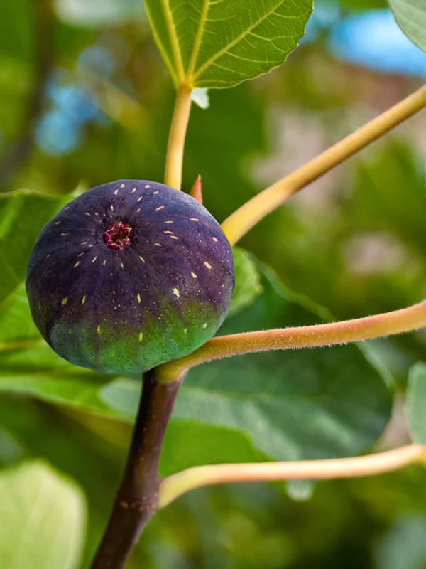 Set of 2 Celeste Fig Live Plants (Ficus carica) – 4-6" Tall – Edible Fruit Tree - Image 7