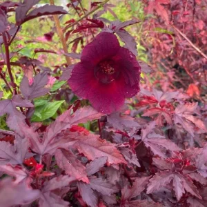 Set of 2 Cranberry Hibiscus Live Plants, 4-6