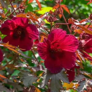 Set of 2 Cranberry Hibiscus Live Plants, 4-6