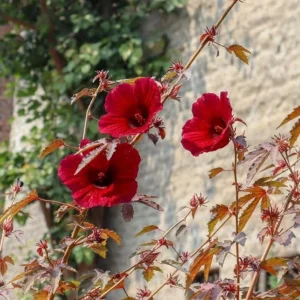 Set of 2 Cranberry Hibiscus Live Plants, 4-6