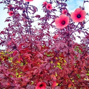 Set of 2 Cranberry Hibiscus Live Plants, 4-6