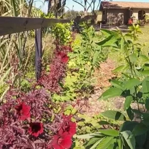 Set of 2 Cranberry Hibiscus Live Plants, 4-6