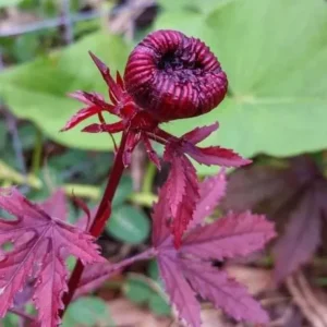 Set of 2 Cranberry Hibiscus Live Plants, 4-6