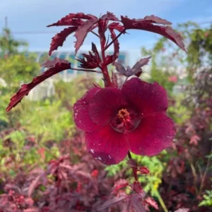 Set of 2 Cranberry Hibiscus Live Plants, 4-6