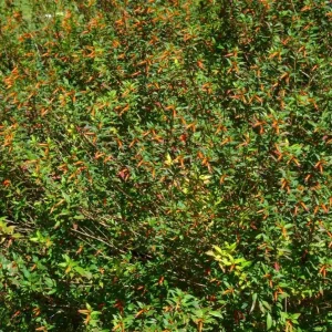 Set of 2 David Verity Cuphea Live Plants – 4-6