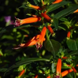 Set of 2 David Verity Cuphea Live Plants – 4-6