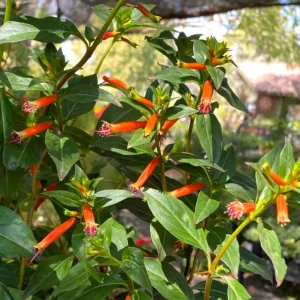 Set of 2 David Verity Cuphea Live Plants – 4-6