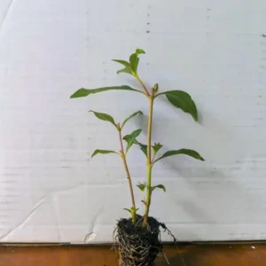 Set of 2 David Verity Cuphea Live Plants – 4-6