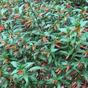 Set of 2 David Verity Cuphea Live Plants – 4-6