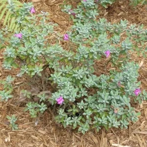 Set of 2 Dwarf Texas Sage Live Plants – 4-8