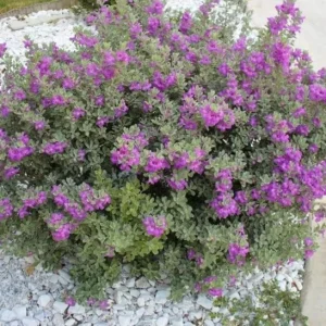 Set of 2 Dwarf Texas Sage Live Plants – 4-8