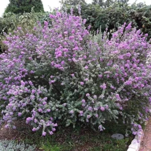 Set of 2 Dwarf Texas Sage Live Plants – 4-8