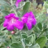 Set of 2 Dwarf Texas Sage Live Plants – 4-8" Tall Ornamental Shrubs – Drought Tolerant - Image 1