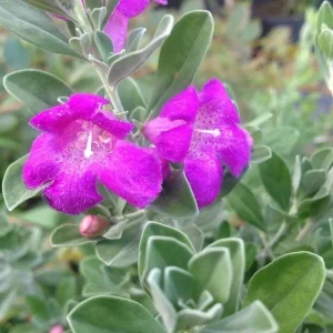 Set of 2 Dwarf Texas Sage Live Plants – 4-8
