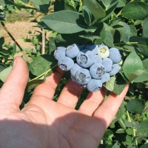 Set of 2 Emerald Blueberry Live Plants – 4-6