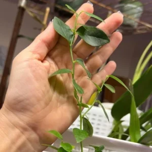 Set of 2 Emerald Blueberry Live Plants – 4-6