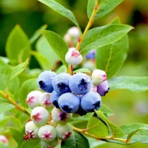 Set of 2 Emerald Blueberry Live Plants – 4-6