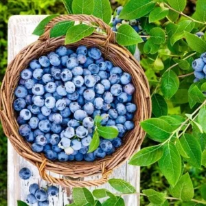 Set of 2 Emerald Blueberry Live Plants – 4-6