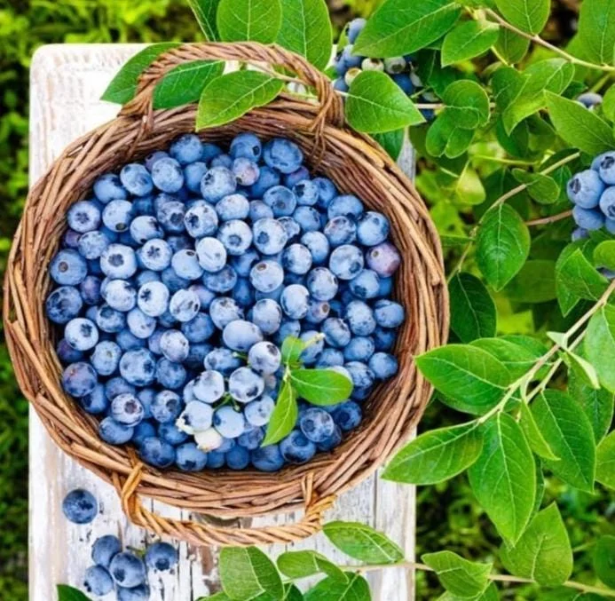 Set of 2 Emerald Blueberry Live Plants – 4-6" Tall – Edible Fruit Bush - Image 6