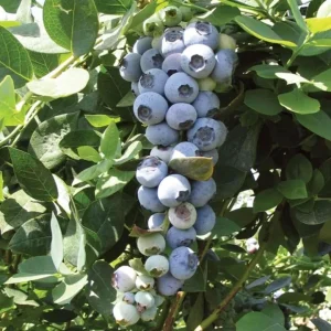 Set of 2 Emerald Blueberry Live Plants – 4-6