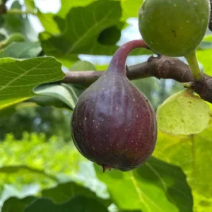 Set of 2 Fignomenal Fig Live Plants – 4-6