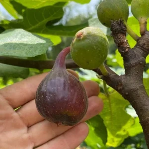 Set of 2 Fignomenal Fig Live Plants – 4-6