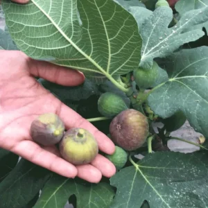 Set of 2 Fignomenal Fig Live Plants – 4-6