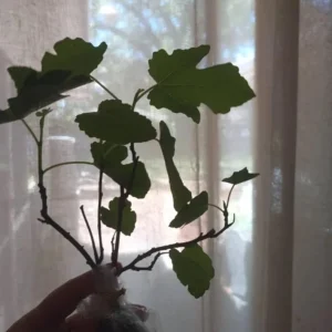 Set of 2 Fignomenal Fig Live Plants – 4-6