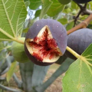 Set of 2 Fignomenal Fig Live Plants – 4-6