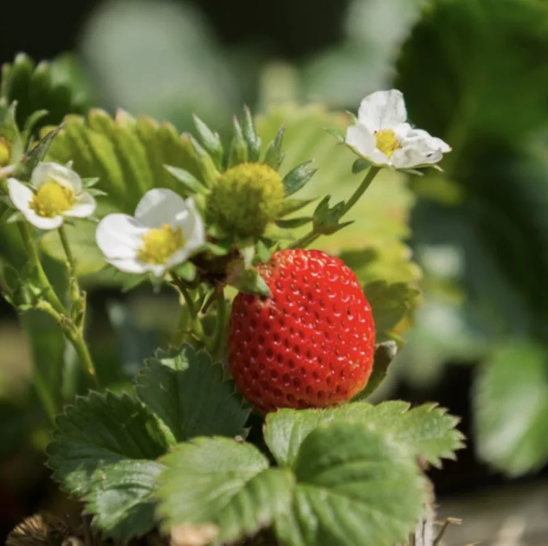 Set of 2 Florida Ember Strawberry Live Plants - 4-6" Tall - Edible Fruit - Image 2