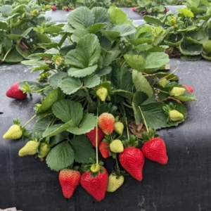 Set of 2 Florida Ember Strawberry Live Plants - 4-6