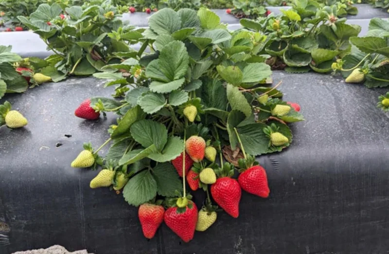 Set of 2 Florida Ember Strawberry Live Plants - 4-6" Tall - Edible Fruit - Image 3