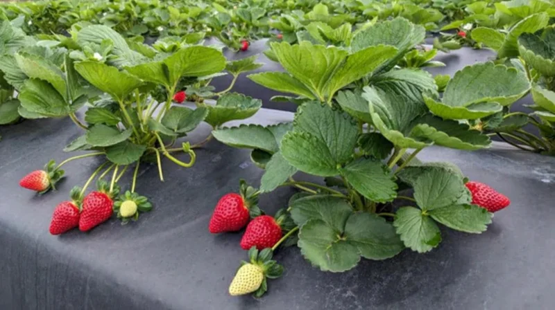 Set of 2 Florida Ember Strawberry Live Plants - 4-6" Tall - Edible Fruit - Image 4