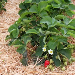 Set of 2 Florida Ember Strawberry Live Plants - 4-6