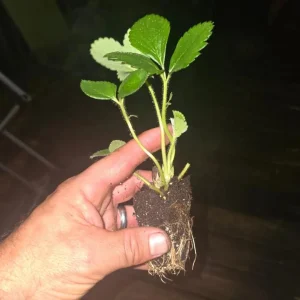 Set of 2 Florida Ember Strawberry Live Plants - 4-6