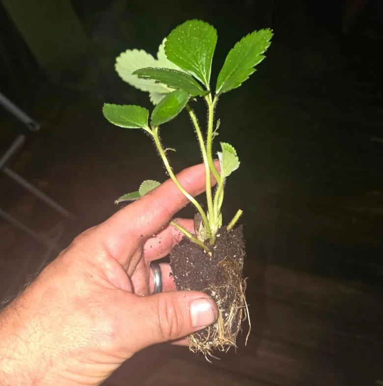 Set of 2 Florida Ember Strawberry Live Plants - 4-6" Tall - Edible Fruit - Image 6