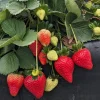 Set of 2 Florida Ember Strawberry Live Plants - 4-6" Tall - Edible Fruit - Image 1