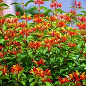 Set of 2 Hamelia Mexican Firebush Live Plants - 4-6