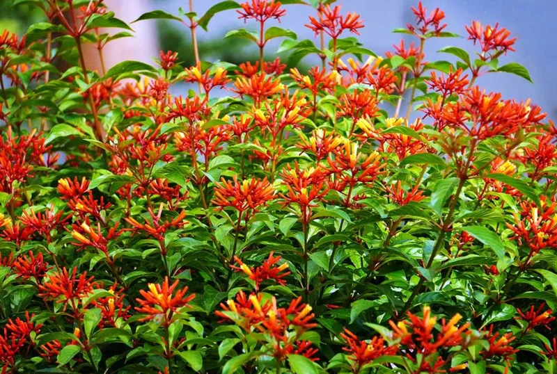 Set of 2 Hamelia Mexican Firebush Live Plants - 4-6" Tall Butterfly & Hummingbird Attracting Shrub - Image 3