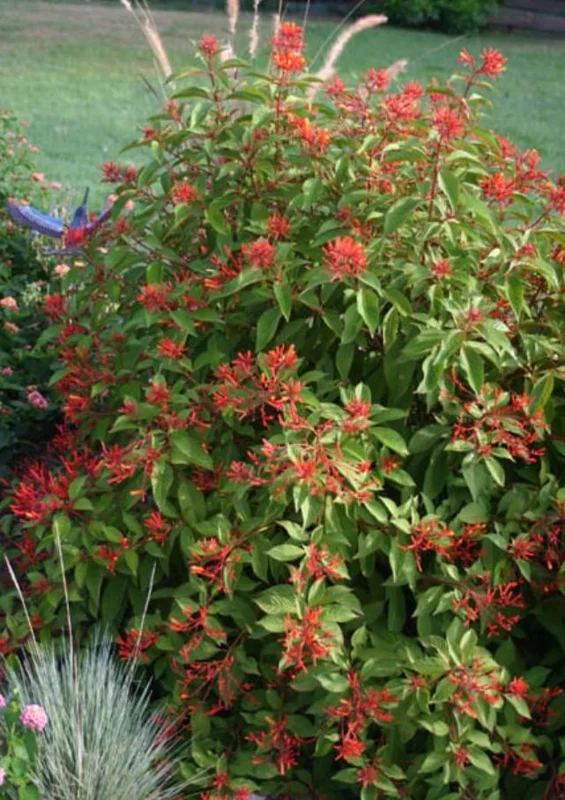 Set of 2 Hamelia Mexican Firebush Live Plants - 4-6" Tall Butterfly & Hummingbird Attracting Shrub - Image 4