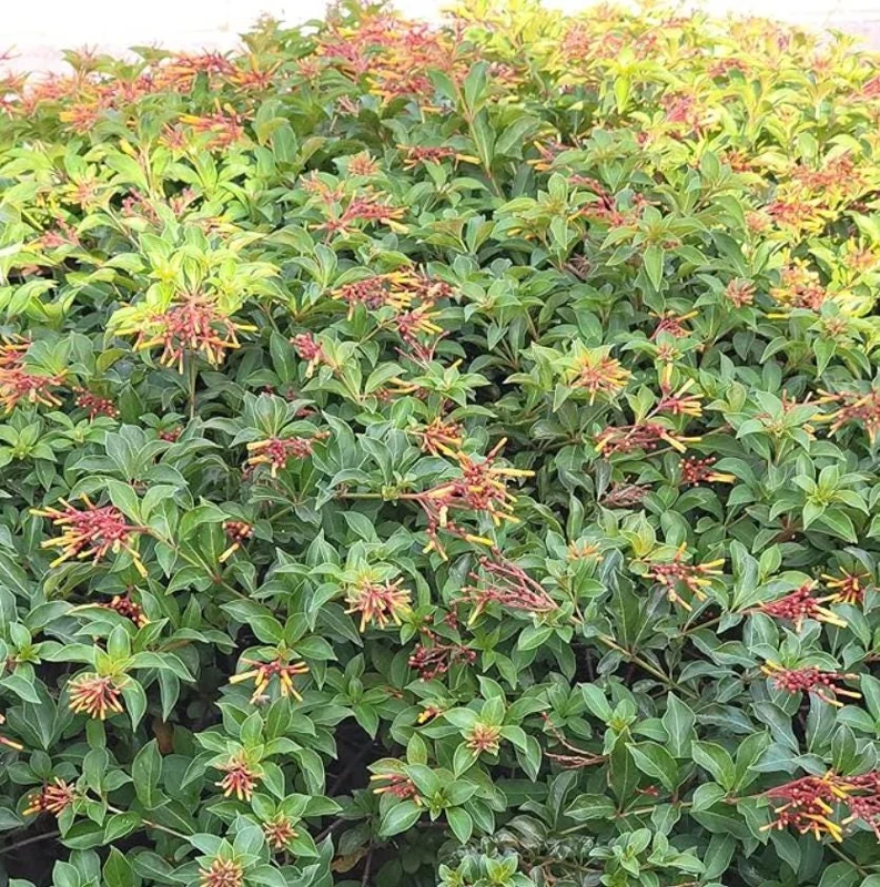 Set of 2 Hamelia Mexican Firebush Live Plants - 4-6" Tall Butterfly & Hummingbird Attracting Shrub - Image 7