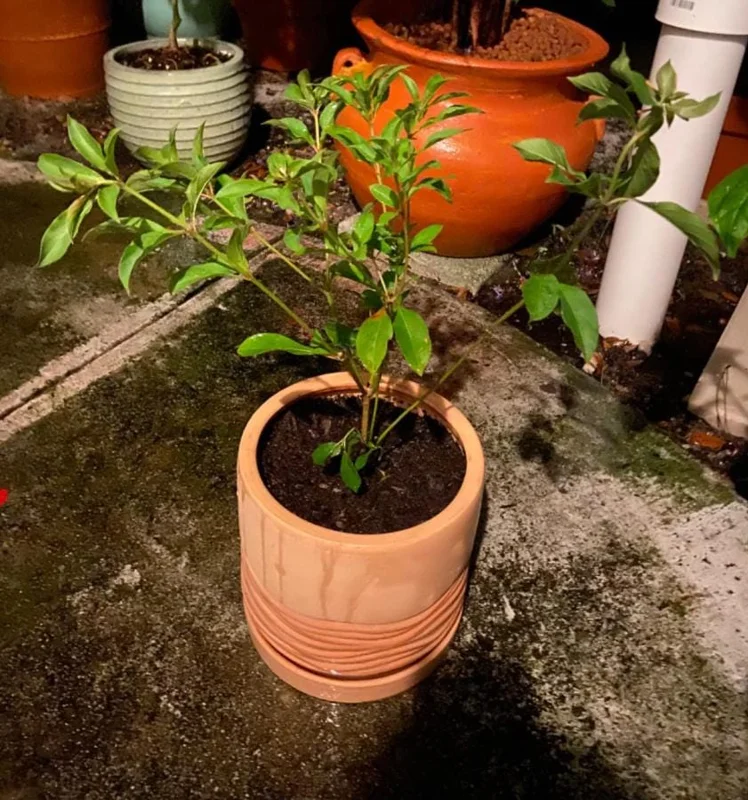 Set of 2 Hamelia Mexican Firebush Live Plants - 4-6" Tall Butterfly & Hummingbird Attracting Shrub - Image 8