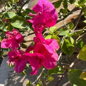 Set of 2 Helen Bougainvillea Live Plants - 4-6