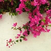 Set of 2 Helen Bougainvillea Live Plants - 4-6" Tall Tropical Climbing Vine - Image 1