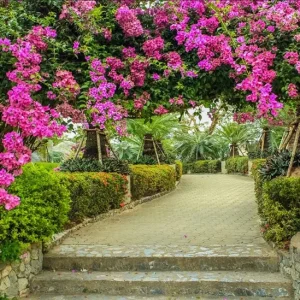 Set of 2 Helen Bougainvillea Live Plants - 4-6