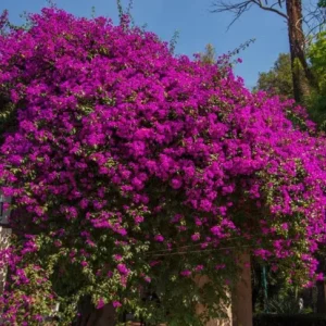 Set of 2 Helen Bougainvillea Live Plants - 4-6