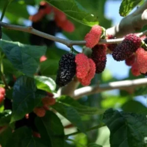 Set of 2 Illinois Everbearing Mulberry Live Plants – 4-6