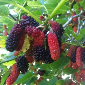 Set of 2 Illinois Everbearing Mulberry Live Plants – 4-6