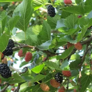 Set of 2 Illinois Everbearing Mulberry Live Plants – 4-6